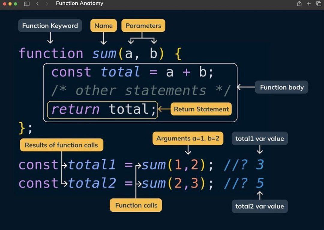آناتومی تابع